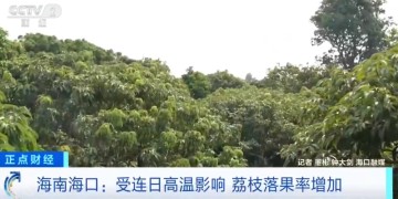 Kaiyun-大范围持续性高温天气，局地达到40℃以上，海南：热到荔枝都自闭了